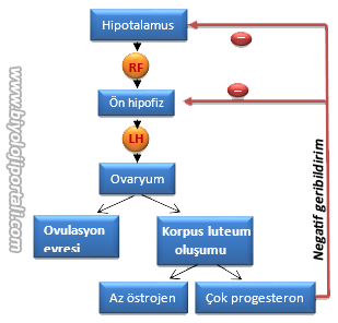 Dişi üreme sisteminin hormonal kontrolü